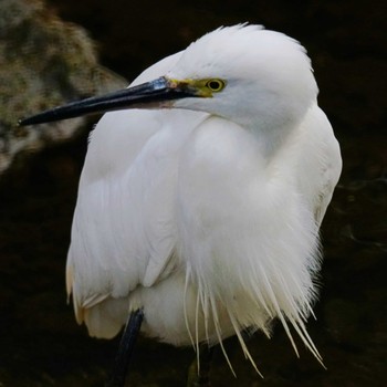 Little Egret 笹下川 Fri, 2/16/2024