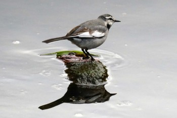 White Wagtail 笹下川 Fri, 2/16/2024