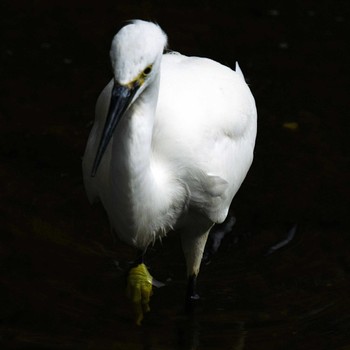 Little Egret 笹下川 Fri, 2/16/2024