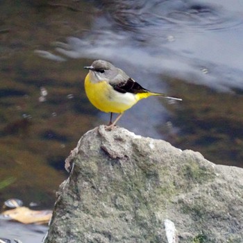 Grey Wagtail 笹下川 Fri, 2/16/2024