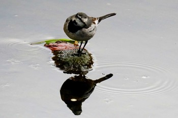 White Wagtail 笹下川 Fri, 2/16/2024