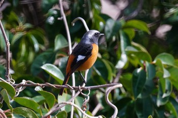 Daurian Redstart 笹下川 Fri, 2/16/2024