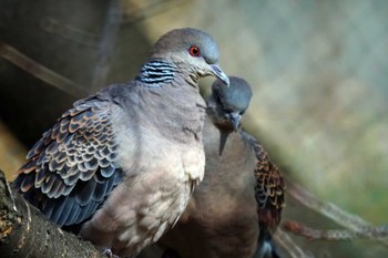 Oriental Turtle Dove 笹下川 Fri, 2/16/2024