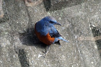 Blue Rock Thrush 笹下川 Fri, 2/16/2024