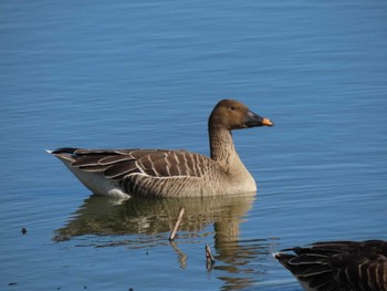 Tundra Bean Goose Kabukuri Pond Tue, 2/13/2024