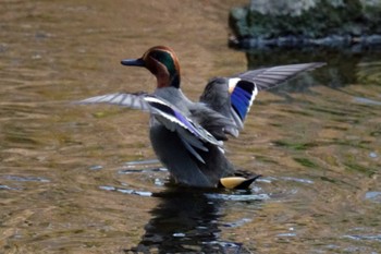 Eurasian Teal 笹下川 Fri, 2/16/2024