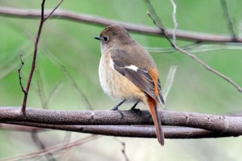 Daurian Redstart 笹下川 Fri, 2/16/2024