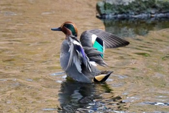 Eurasian Teal 笹下川 Fri, 2/16/2024