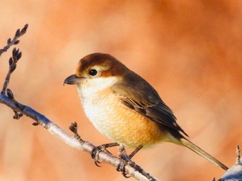 Bull-headed Shrike 馬入ふれあい公園 Fri, 1/5/2024