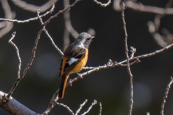 Daurian Redstart 水無瀬川緑道(豊田市) Fri, 2/16/2024