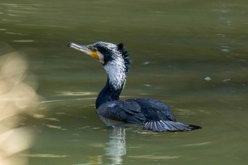 Great Cormorant 水無瀬川緑道(豊田市) Fri, 2/16/2024