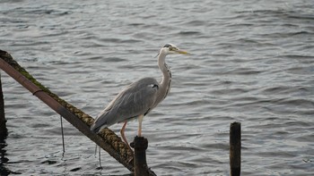 Grey Heron 浦賀港 Sat, 11/24/2018