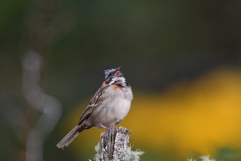 Rufous-collared Sparrow コスタリカ Mon, 2/12/2024