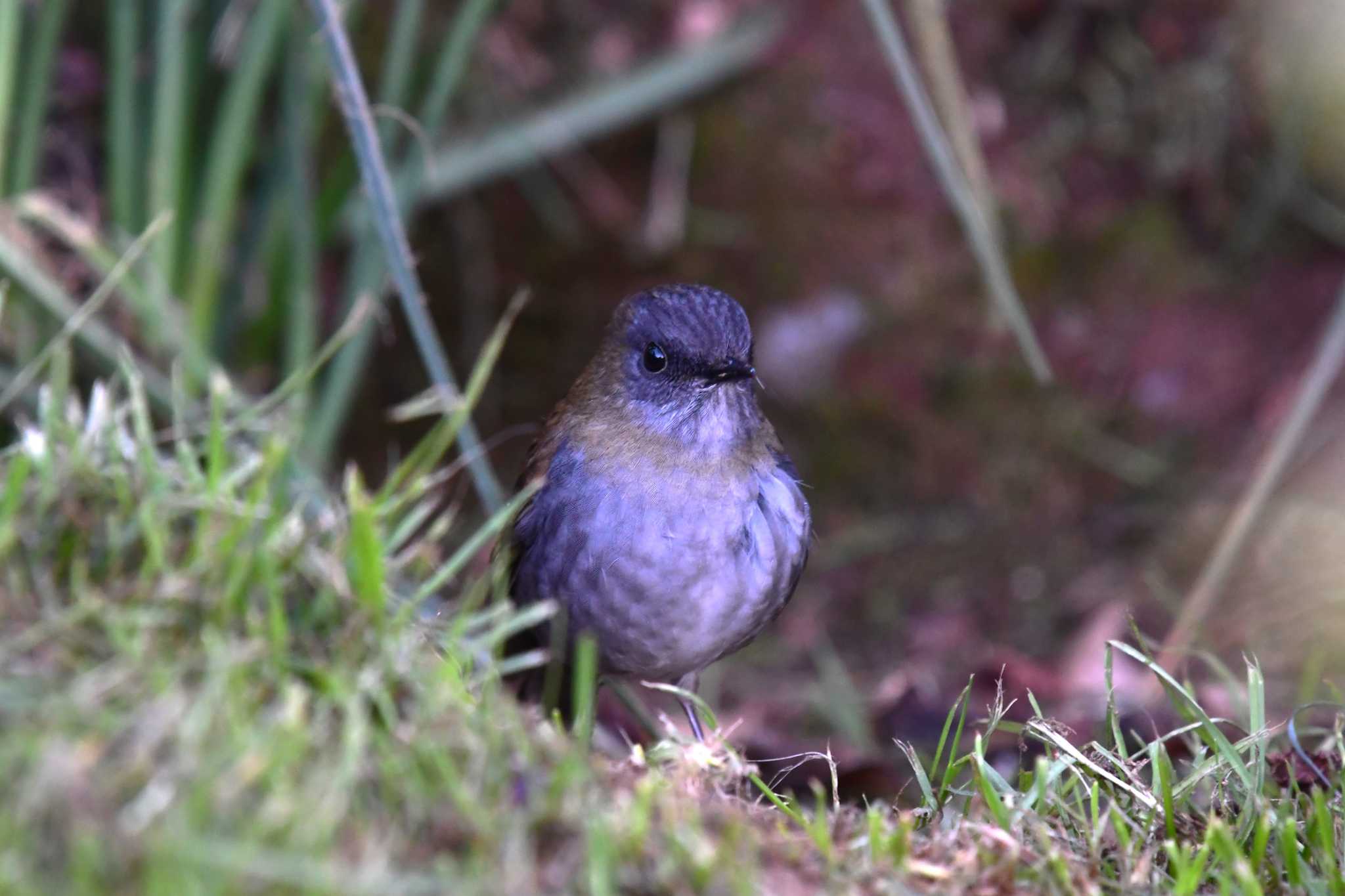 Photo of Black-billed Nightingale-Thrush at コスタリカ by でみこ