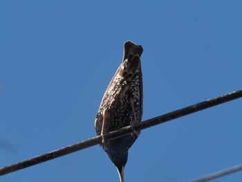 Common Starling 愛知県愛西市立田町 Fri, 2/16/2024