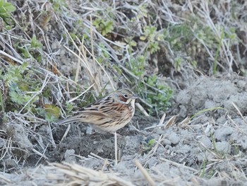 Fri, 2/16/2024 Birding report at 愛知県愛西市立田町