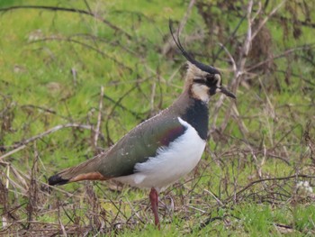 Northern Lapwing 山口市秋穂二島 Sun, 1/28/2024