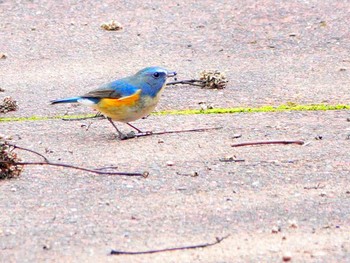 Red-flanked Bluetail 稲佐山公園 Fri, 2/16/2024