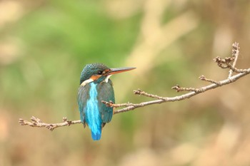 Common Kingfisher 奈良市 Sat, 2/3/2024