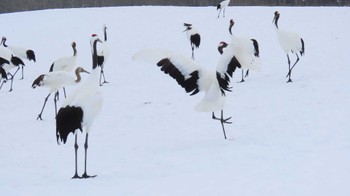 タンチョウ 鶴居村 2024年2月15日(木)