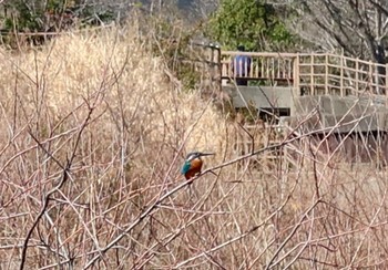 2024年2月16日(金) 長津川ふれあい広場の野鳥観察記録