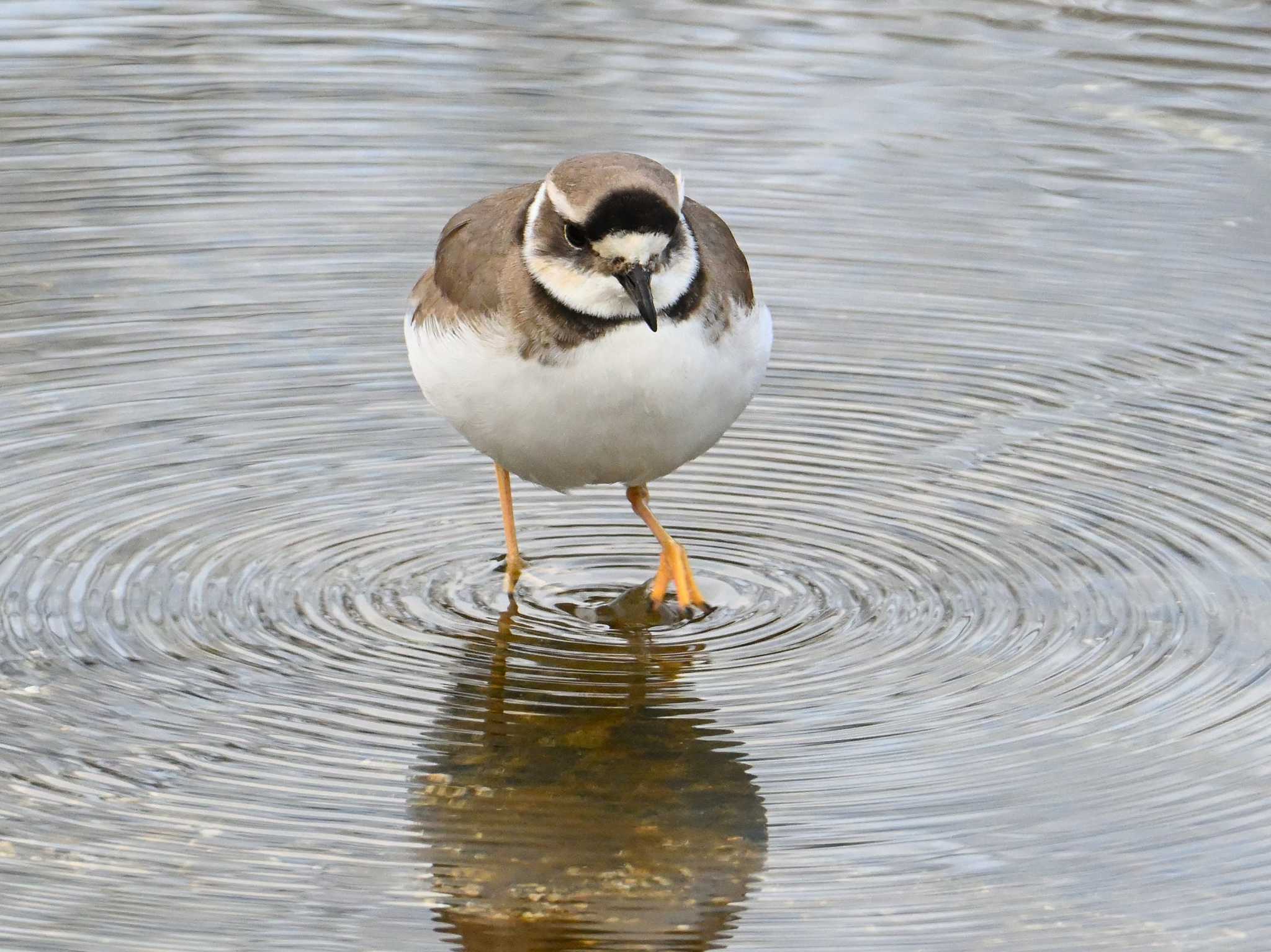 Long-billed Plover