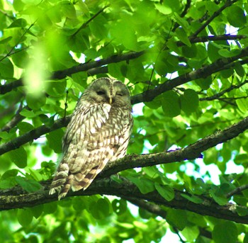 Ural Owl(japonica) 北海道 Unknown Date