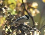 Small Ground Finch