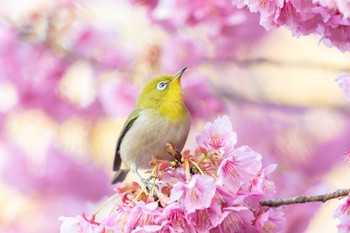 Warbling White-eye 荏原神社 Wed, 2/14/2024