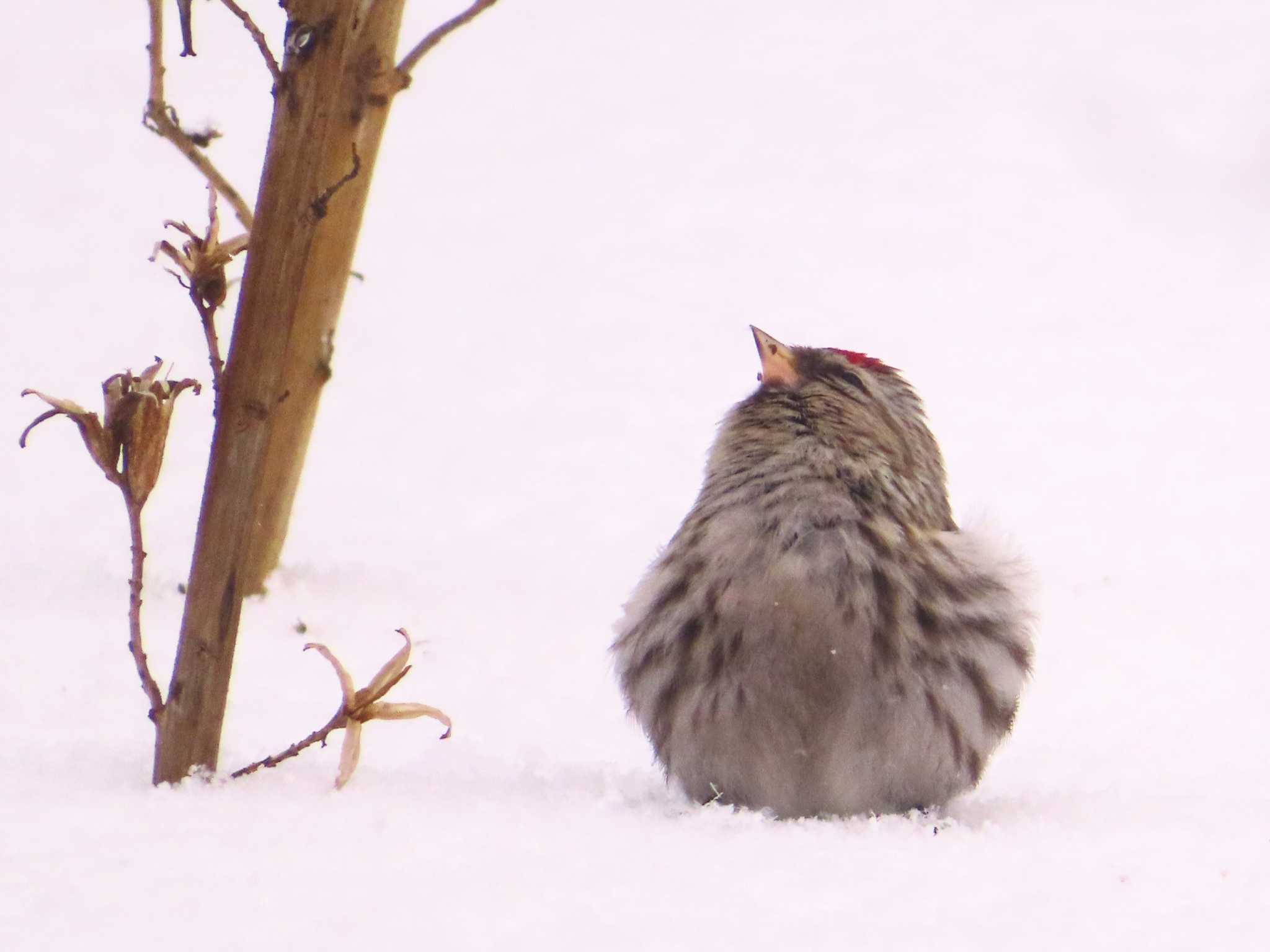 Common Redpoll