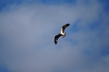 2024年2月16日(金) 多摩川の野鳥観察記録