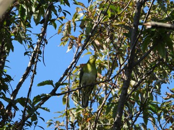 2018年11月23日(金) 兵庫県　明石市の野鳥観察記録