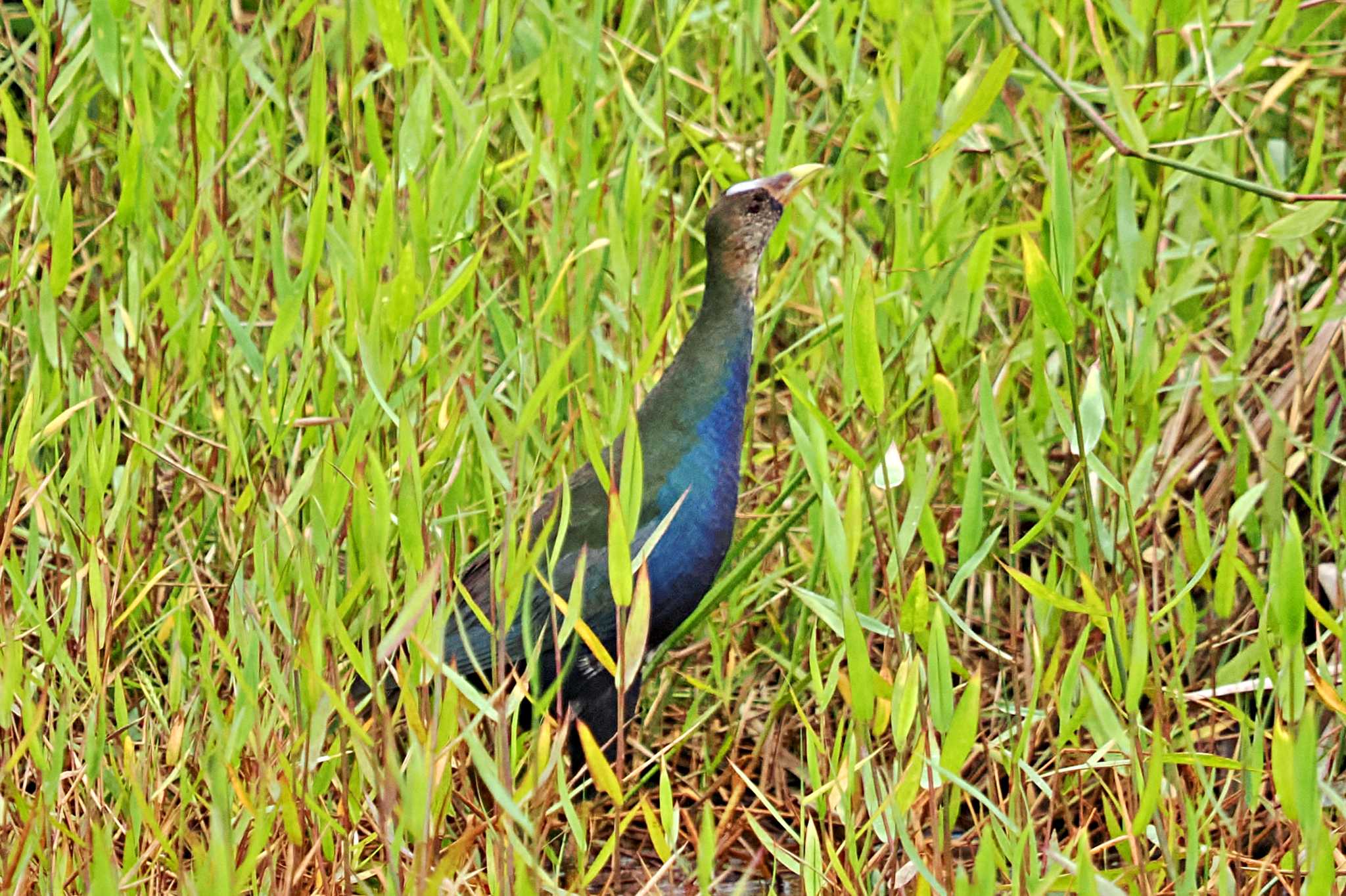 Photo of Purple Gallinule at Puntarenas Port by 藤原奏冥