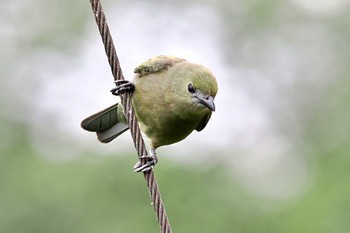 ヤシフウキンチョウ Miriam's Quetzals(Costa Rica) 2024年2月10日(土)