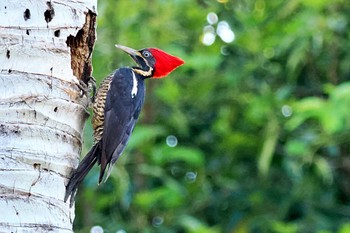 Lineated Woodpecker San Gerardo De Dota (Costa Rica) Sun, 2/11/2024