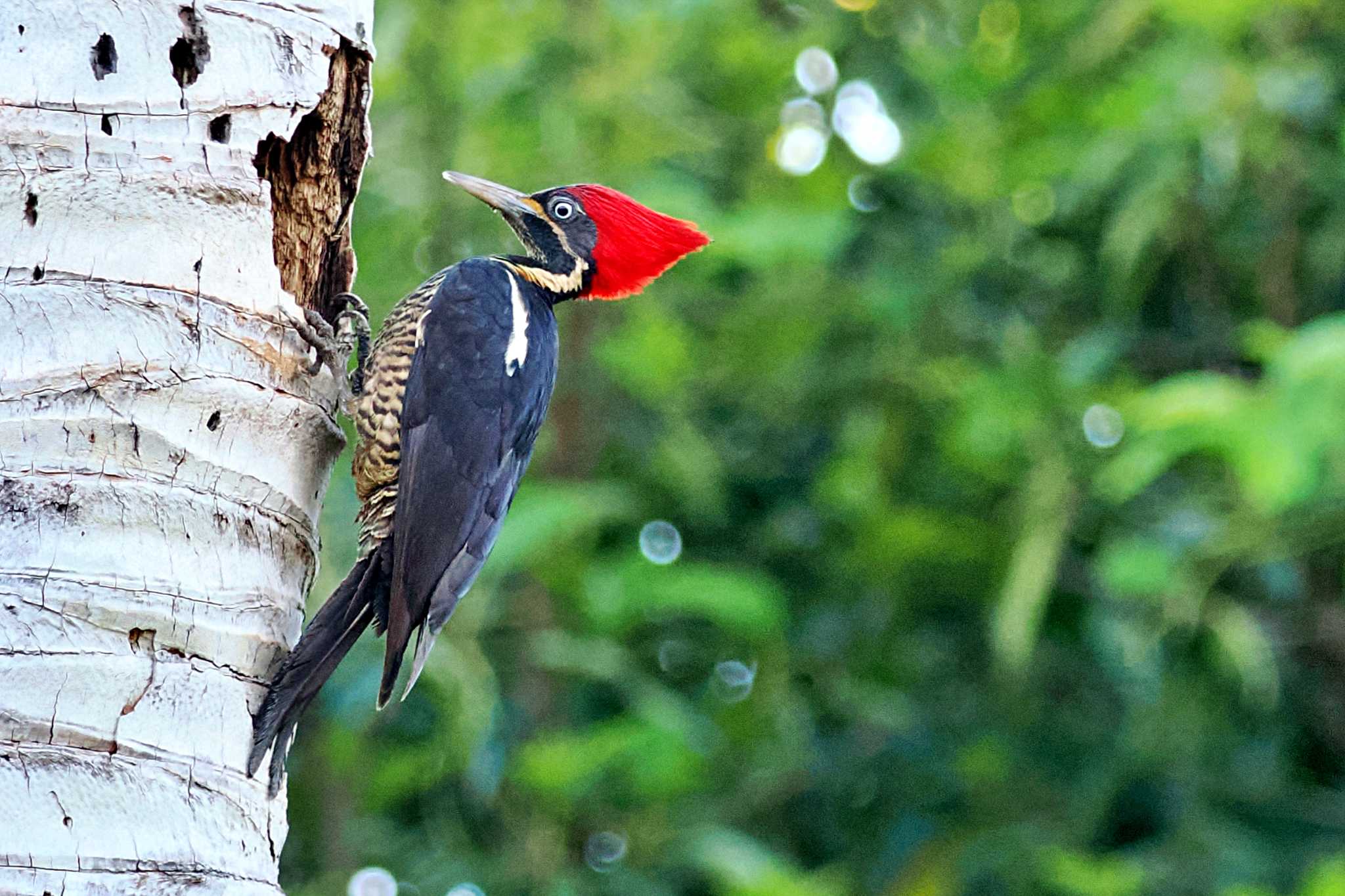 Photo of Lineated Woodpecker at San Gerardo De Dota (Costa Rica) by 藤原奏冥