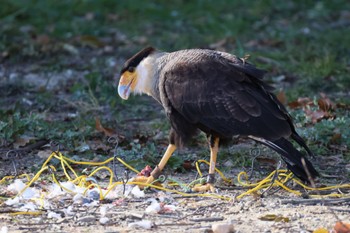 Northern Crested Caracara どっかその辺 Fri, 2/16/2024