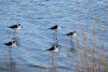 Black-winged Stilt 土留木川河口(東海市) Tue, 2/6/2024