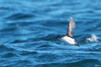 Least Auklet 落石ネイチャークルーズ Tue, 2/6/2024