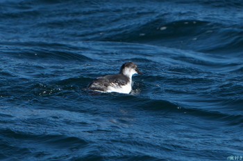 Pigeon Guillemot 落石ネイチャークルーズ Tue, 2/6/2024