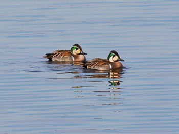 2024年2月14日(水) 北印旛沼の野鳥観察記録