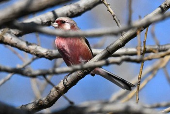 Mon, 2/12/2024 Birding report at 千葉県松戸市