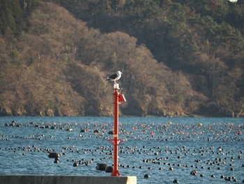 Slaty-backed Gull 気仙沼湾 Mon, 1/1/2024