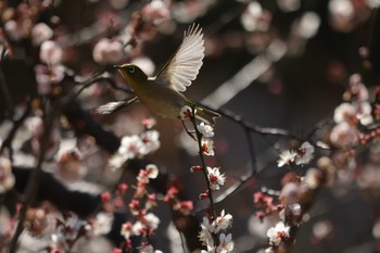 2024年2月12日(月) 大倉山公園の野鳥観察記録