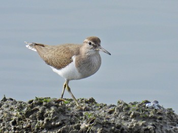 Common Sandpiper Fujimae Tidal Flat Wed, 2/14/2024