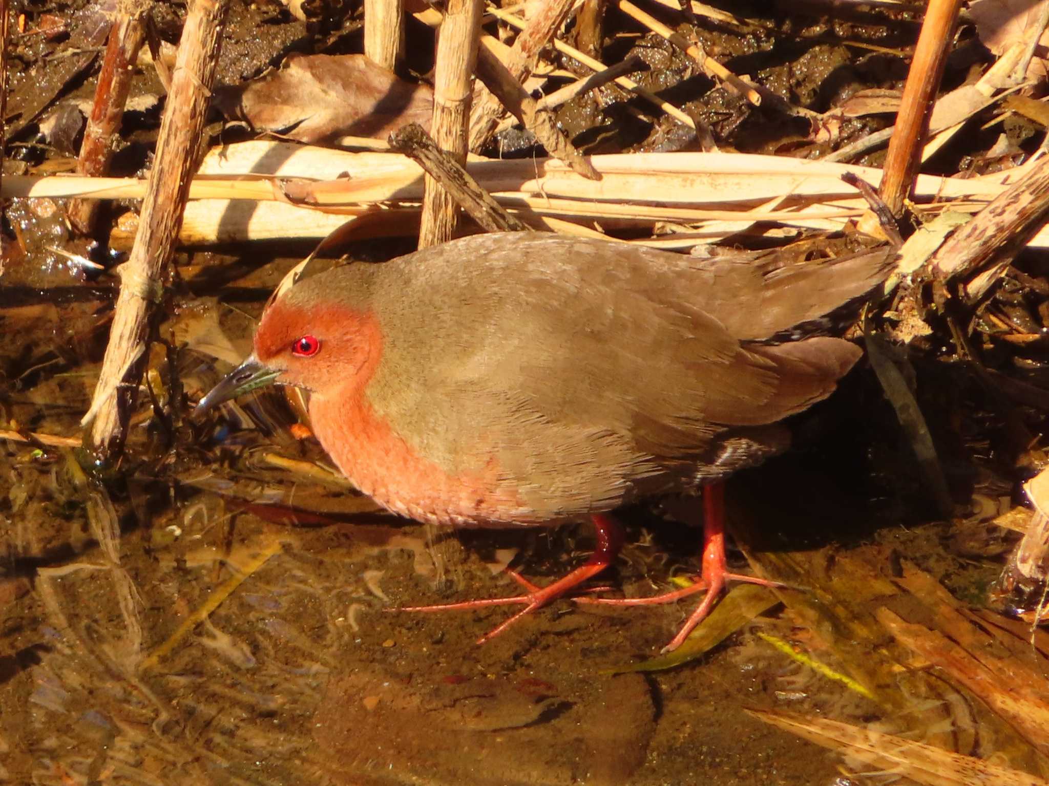 Ruddy-breasted Crake