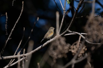 ルリビタキ 東京港野鳥公園 2024年1月13日(土)