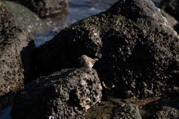 タヒバリ 東京港野鳥公園 2024年1月13日(土)