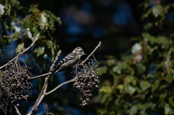 Japanese Pygmy Woodpecker Tokyo Port Wild Bird Park Sat, 1/13/2024