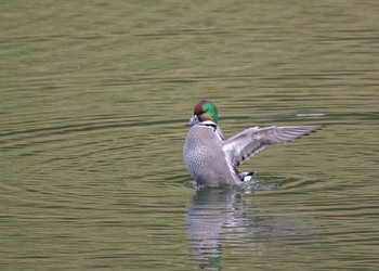 Falcated Duck 桜田濠 Sat, 11/24/2018